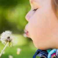 Caucasian blond baby girl blows on a dandelion flower in a park, selective focus on lips 